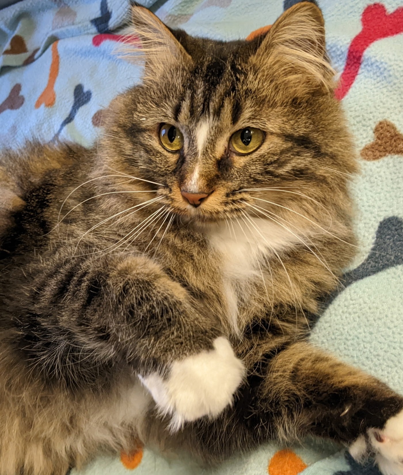 Cat On Bed