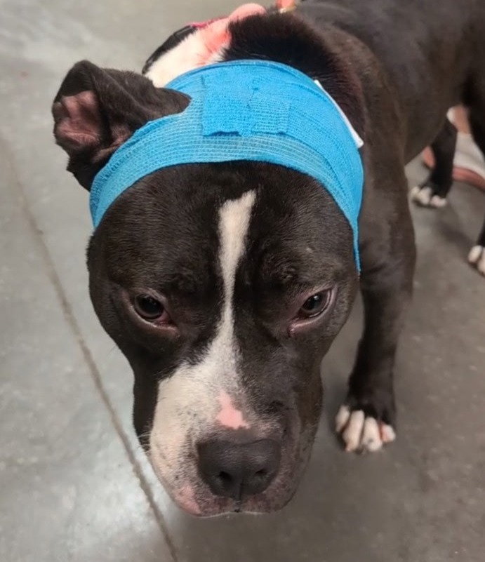 Dog with ear wound